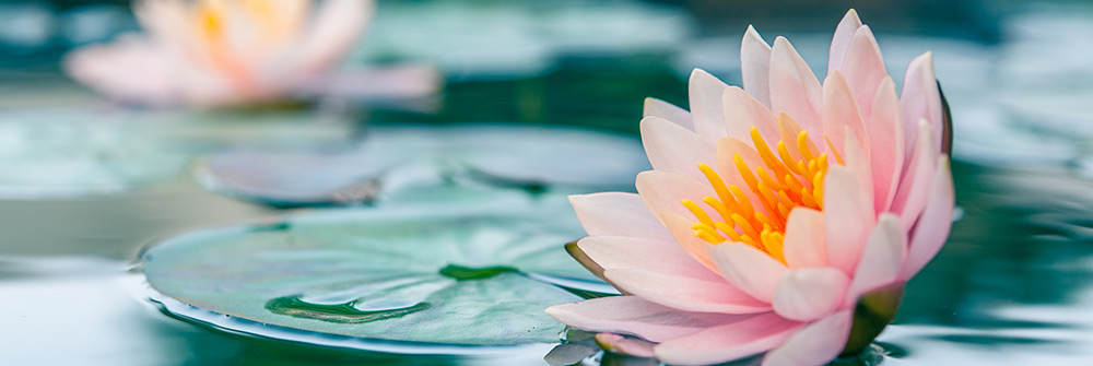 Close up of water lily and lily pad