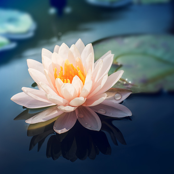 Close up of blooming water lily